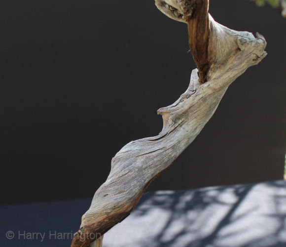 Juniper sabina literati bonsai